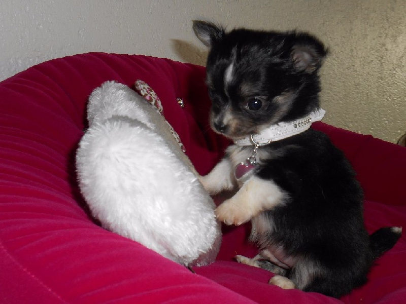 De lovely glasgow - Chihuahua - Portée née le 27/05/2015