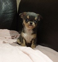 De lovely glasgow - Chihuahua - Portée née le 13/09/2020