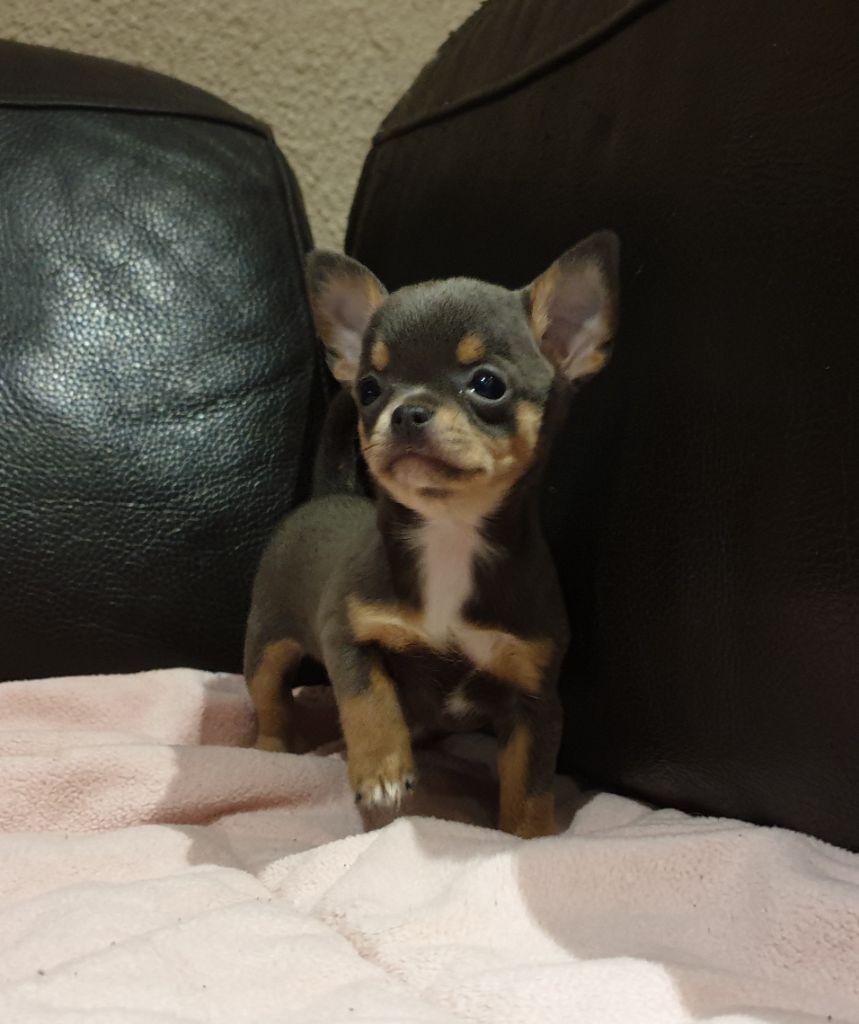 De lovely glasgow - Chihuahua - Portée née le 11/09/2020