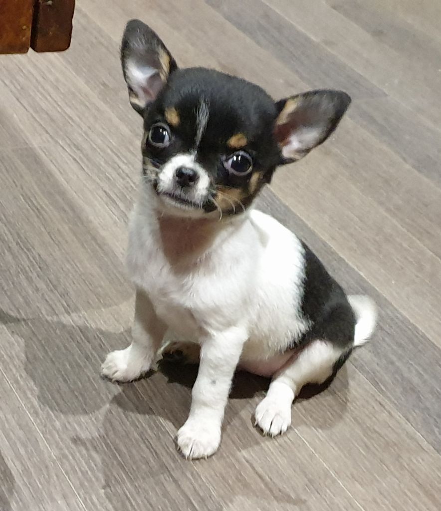 De lovely glasgow - Chihuahua - Portée née le 13/09/2020