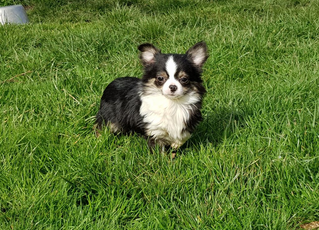De lovely glasgow - Chihuahua - Portée née le 17/09/2017