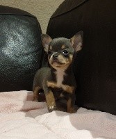 CHIOT