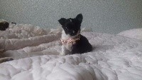 CHIOT