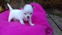 CHIOT