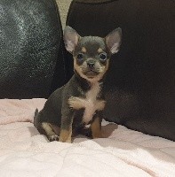 CHIOT