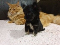 CHIOT