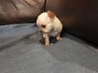CHIOT