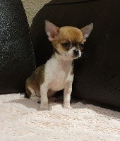 CHIOT