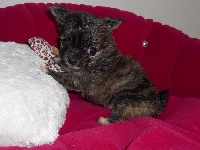 CHIOT