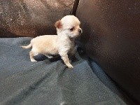 CHIOT