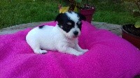 CHIOT