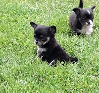CHIOT