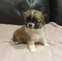CHIOT