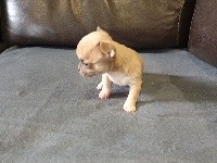 CHIOT