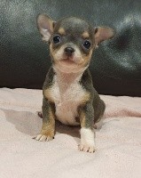 CHIOT