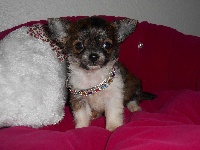 CHIOT