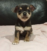 CHIOT