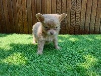 CHIOT