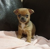 CHIOT