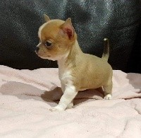 CHIOT