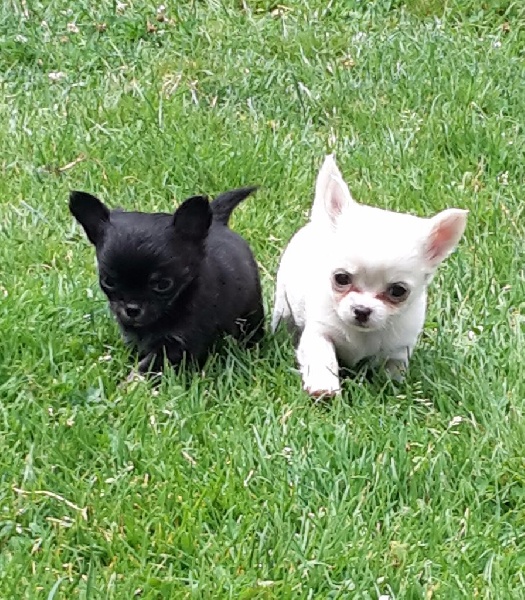 De lovely glasgow - Chihuahua - Portée née le 10/06/2016
