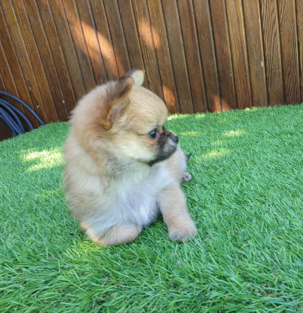 De lovely glasgow - Chihuahua - Portée née le 29/05/2019