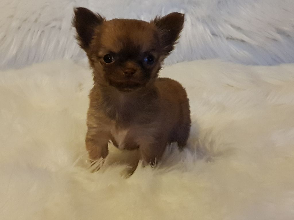 De lovely glasgow - Chihuahua - Portée née le 01/03/2018
